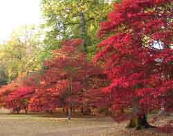 Some very red trees...